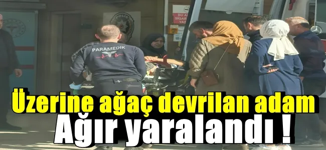 Üzerine ağaç devrilan adam ağır yaralandı !