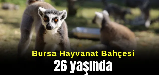 Bursa Hayvanat Bahçesi 26 yaşında