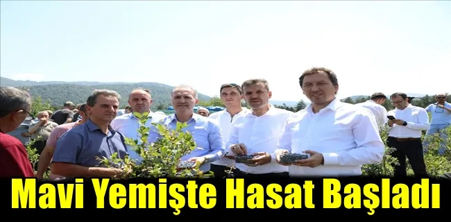 Mavi Yemişte Hasat Başladı