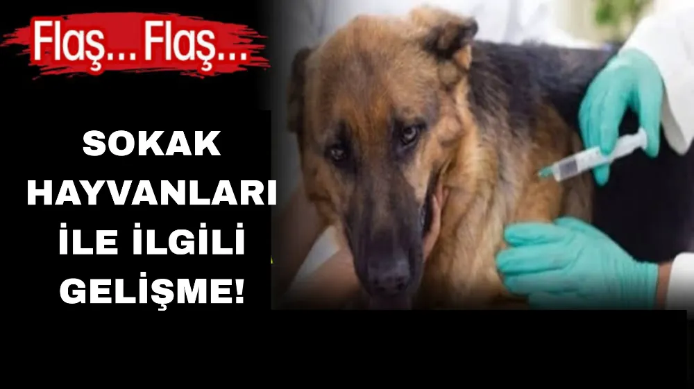 Sokak hayvanları ile ilgili flaş gelişme!