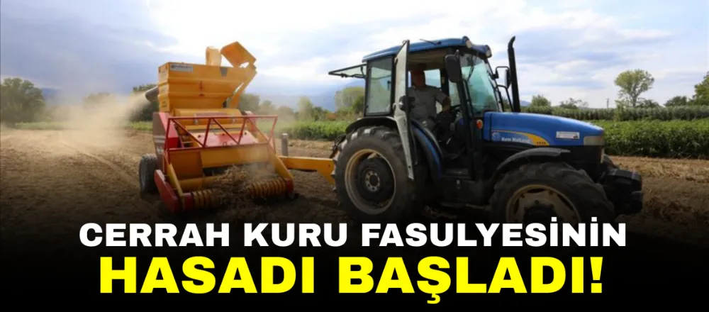 Cerrah Kuru Fasulyesinin Hasadı Başladı