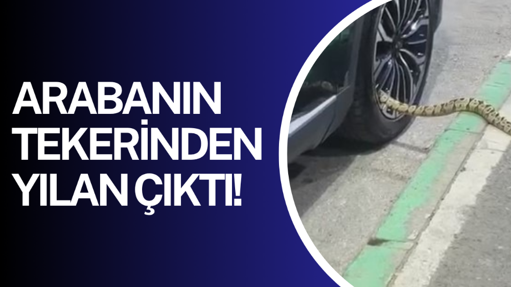 Bursa’da mahalleyi yılanlar bastı!