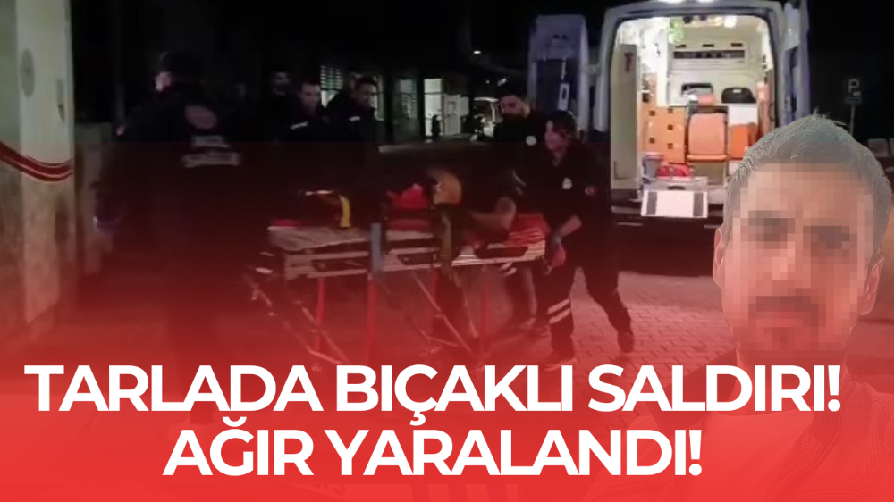 Gemlik’te zeytinlikte bıçaklı saldırı: 1 ağır yaralı