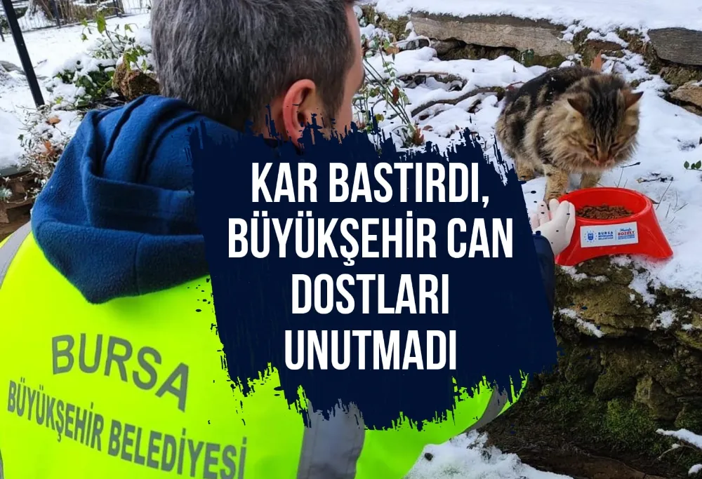 Kar bastırdı, Büyükşehir can dostları unutmadı