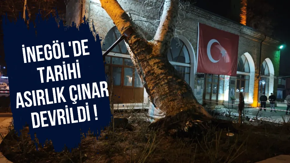 İshak Paşa Camii Avlusundaki Asırlık Çınar Devrildi