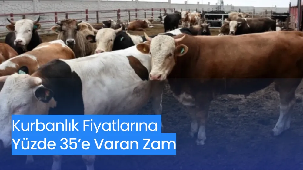 Kurbanlık Fiyatlarına Yüzde 35’e Varan Zam