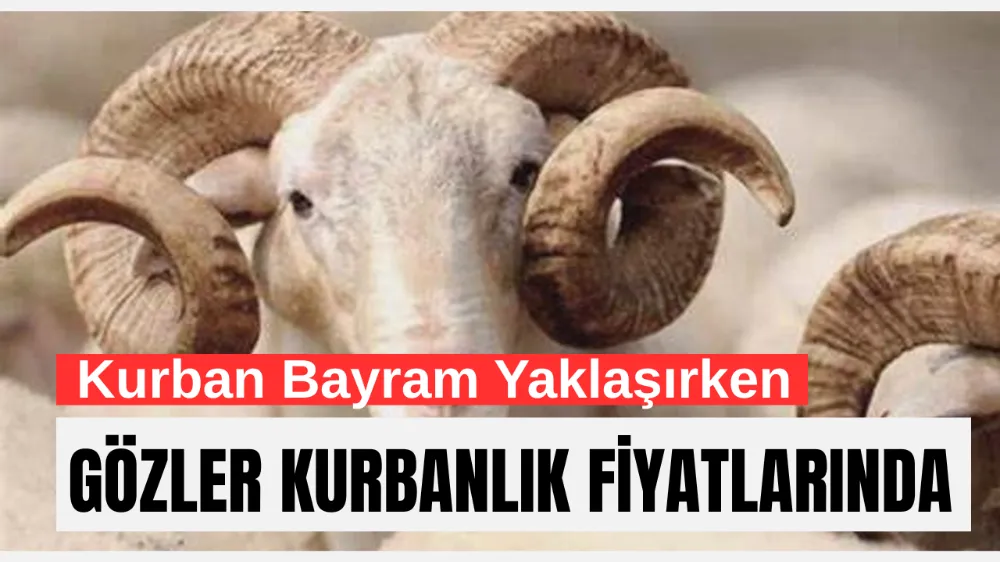 Kurban Bayramı Yaklaşırken Gözler Kurbanlık Fiyatlarında