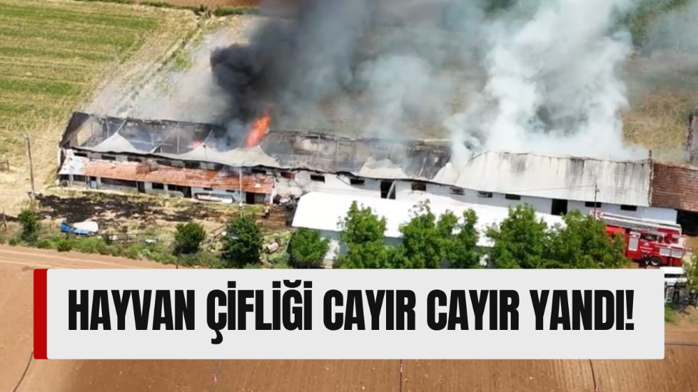 Hayvan çiftliğindeki büyük yangın havadan görüntülendi