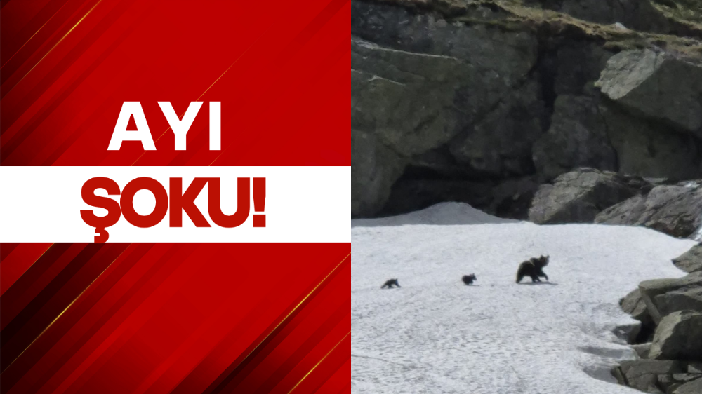 Kış uykusundan uyanan ayı böyle görüntülendi!