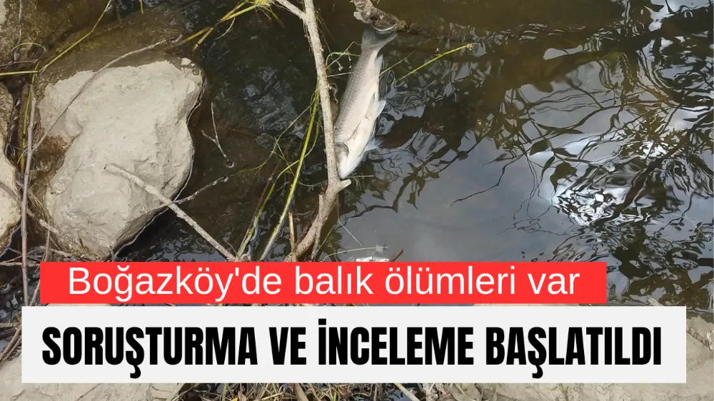 Boğazköy Barajı’nda Balık Ölümleri Yeniden Baş Gösterdi: İnceleme Başlatıldı