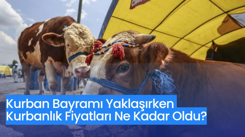 Kurban Bayramı Yaklaşırken Kurbanlık Fiyatları Ne Kadar Oldu?
