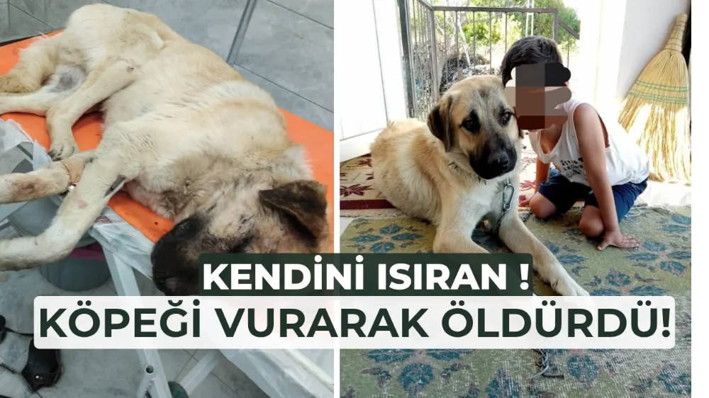 Köpeği vurarak öldürdü!