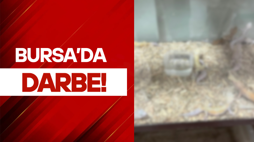 Bursa’da egzotik hayvan ticaretine darbe