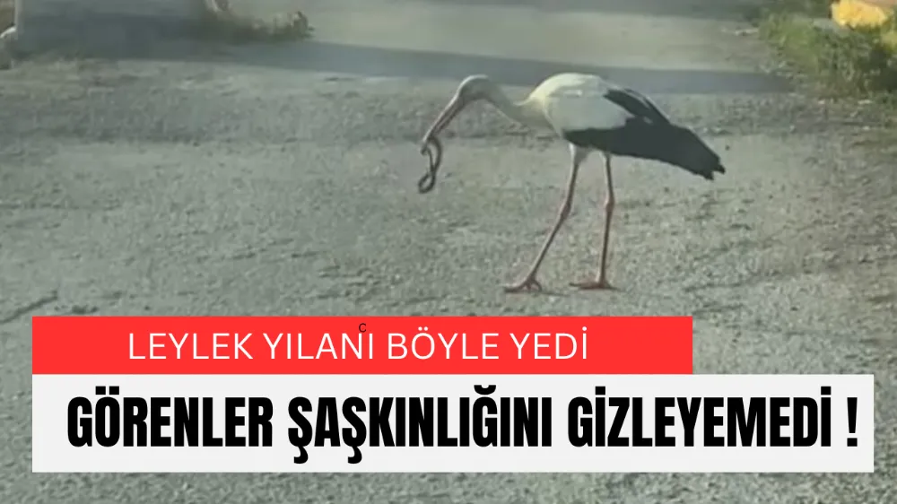 Yılan Alarmı! Vatandaşlar Tedirgin, Doğa Görev Başında