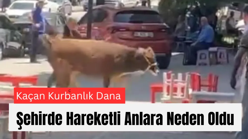 Kaçan Kurbanlık Dana Şehirde Hareketli Anlara Neden Oldu