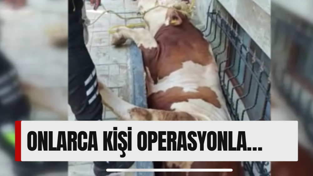 Kurbanlık boğayı kurtarma operasyonu