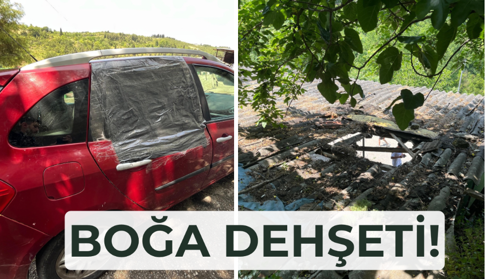 İpini koparan boğa 3 metre yükseklikten otomobilin üzerine düştü