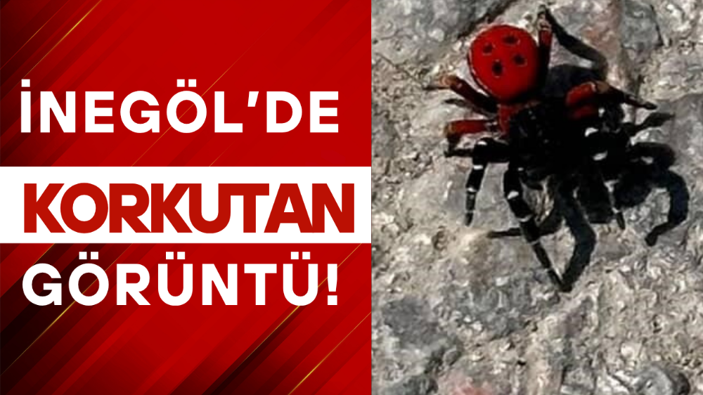Uğur böceği görünümlü böcek, sandığınız kadar masum değil