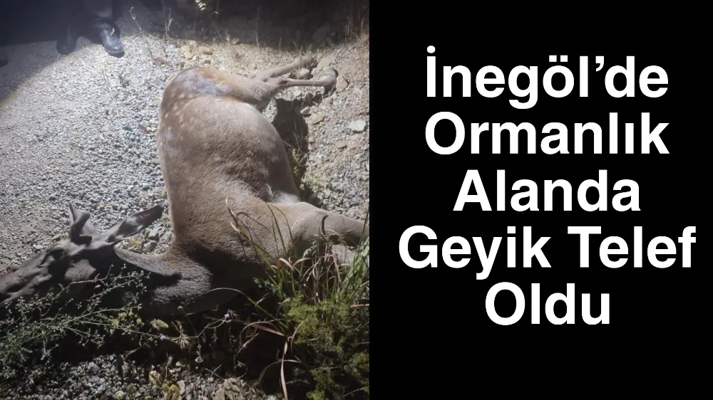 İnegöl’de Ormanlık Alanda Üzücü Olay: Geyik Telef Oldu