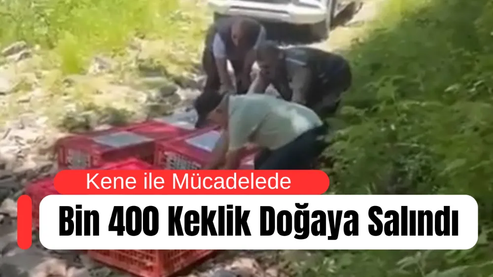 Kene ile Mücadelede Bin 400 Keklik Doğaya Salındı