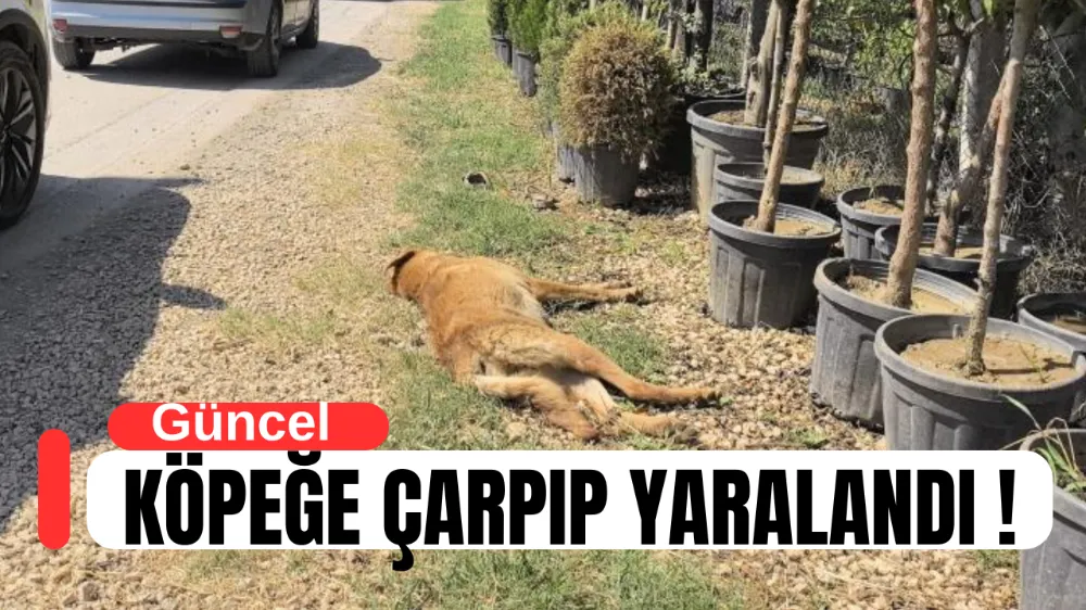 İnegöl’de Motosiklet Kazası: Sürücü Yaralandı, Köpek Telef Oldu