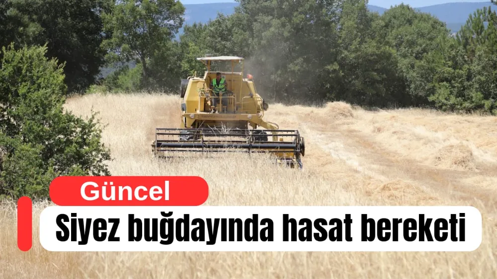 Siyez buğdayında hasat bereketi