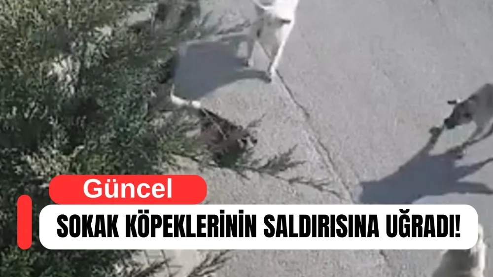 Genç Kadın Sokak Köpeklerinin Saldırısına Uğradı