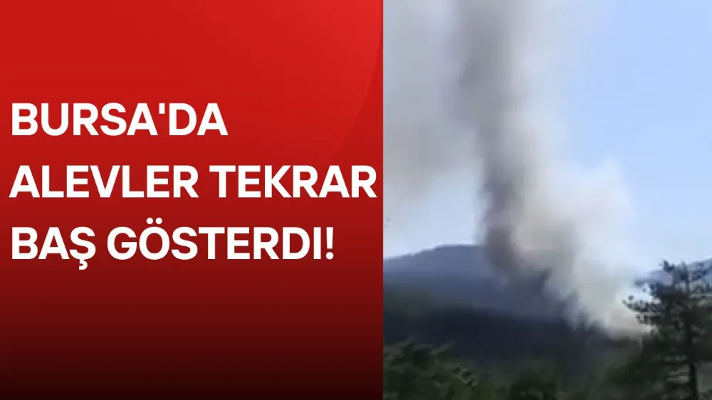 Bursa