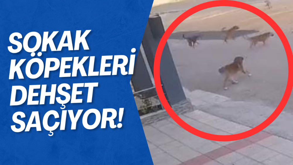 Bursa’da köpek saldırısından son anda kurtuldular