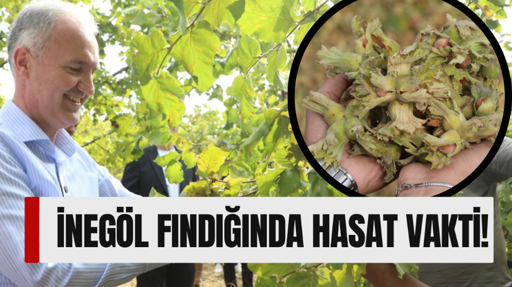 İnegöl Fındığında Hasat Zamanı