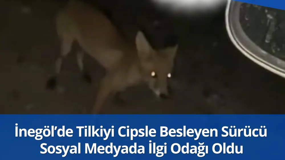 İnegöl’de Tilkiyi Cipsle Besleyen Sürücü Sosyal Medyada İlgi Odağı Oldu