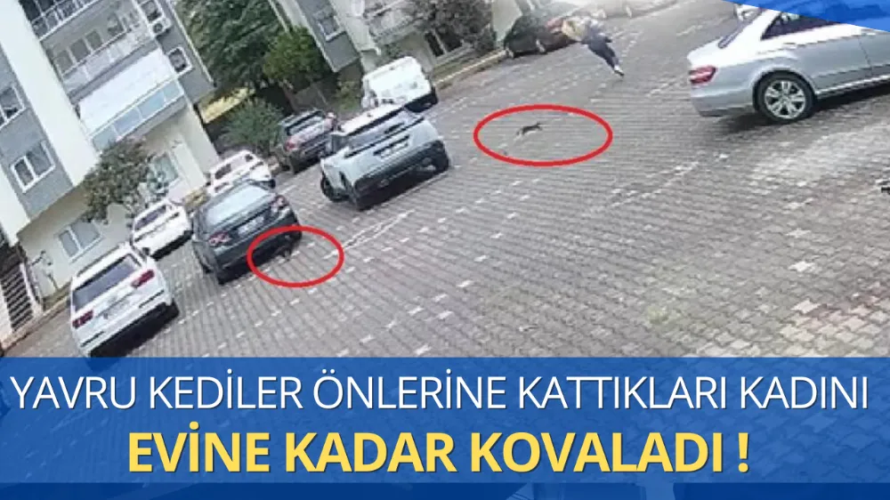 Bursa’da Kedi Kovalaması Güldürdü: İşe Giderken Kendini Zor Eve Attı