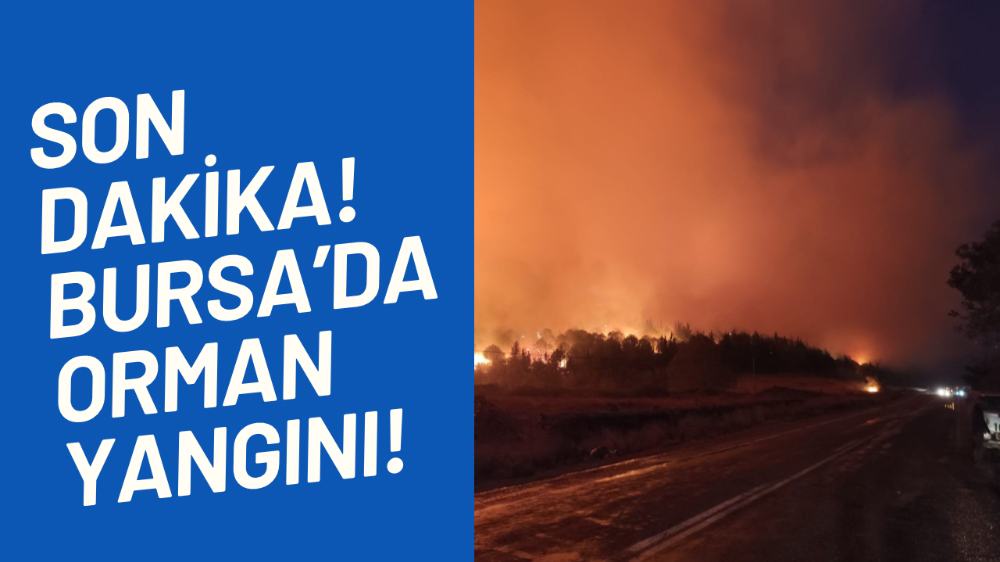 Bursa’da orman yangını!