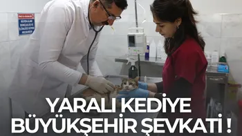 YARALI KEDİYE BÜYÜKŞEHİR ŞEFKATİ