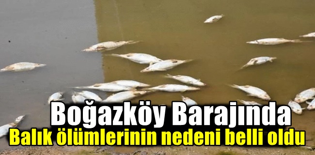 Boğazköy barajında balık ölümlerinin nedeni belli oldu !