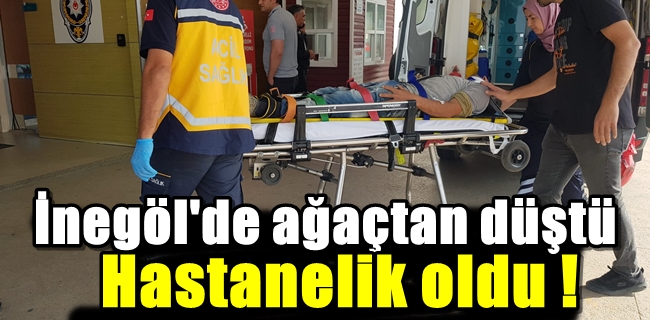 Ağaçtan düşen adam hastanelik oldu !